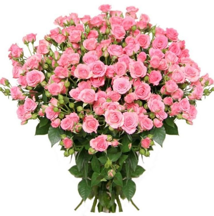 Кустовые розы от 3 300 руб.